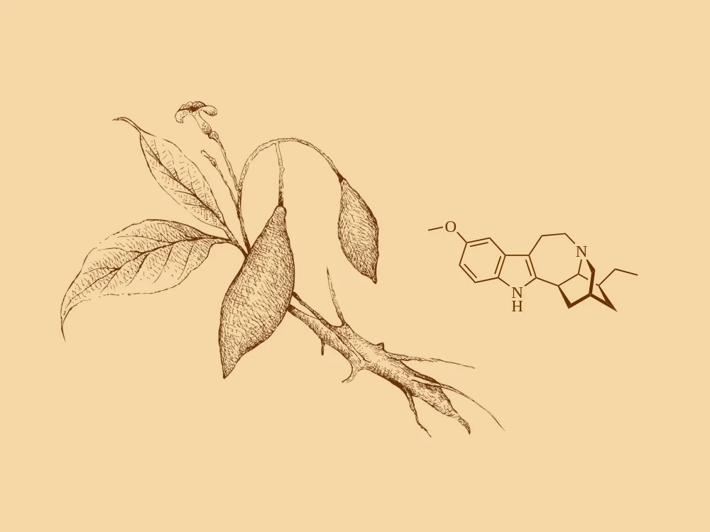Curious about iboga, but unsure what's true?